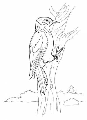 Раскраски Раскраска Дятел на дереве Дятел ночные птицы