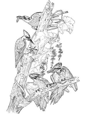 Раскраски Раскраска Дятлы на дереве Дятел птицы