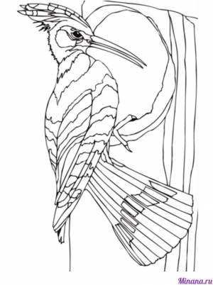 Раскраска дятел 7
