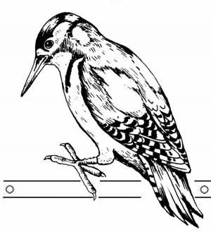 раскраски на тему дятел для детей