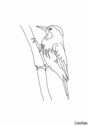 Раскраска Дятел на ветке