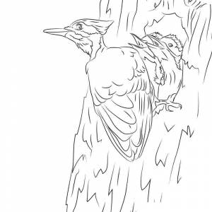 Раскраска Дятел с птенцами