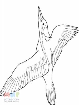 Раскраска Дятел