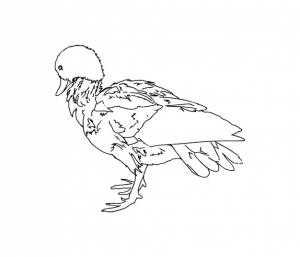 Утиная птица с перьями каракули линейная мультяшная раскраска