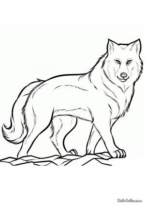 Раскраска волк