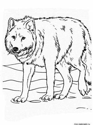 Раскраски Волк