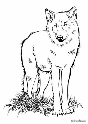 Раскраска Волк