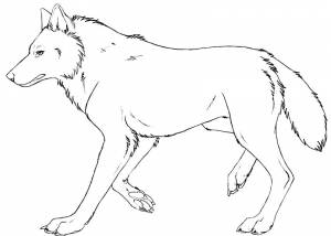 Раскраски волк, Раскраска волк дикий волк