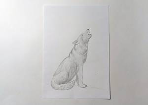 Как нарисовать волка, воющего на луну