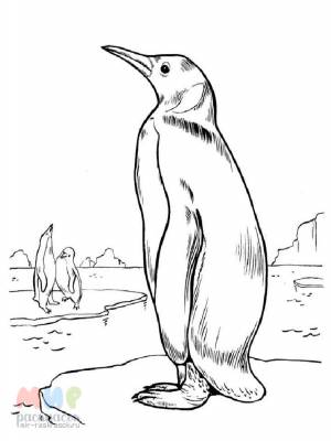 Раскраска Пингвин