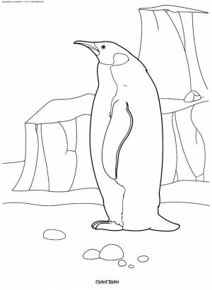 Раскраска Пингвин