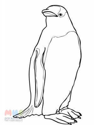 Раскраска Пингвин