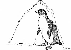 Раскраска Королевский пингвин