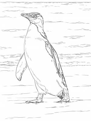 Раскраска нормальный пингвин