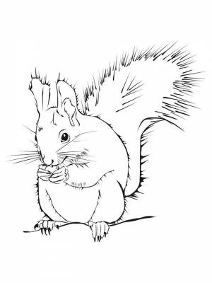 Раскраска Белка  в формате  для девочек