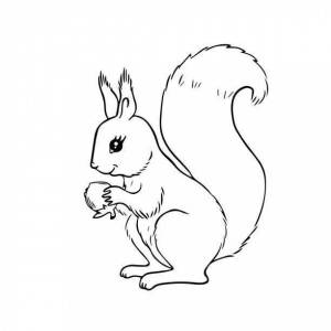 Картинка белка раскраска