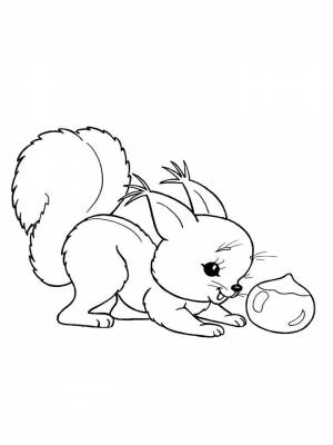 Раскраски Белка   в формате