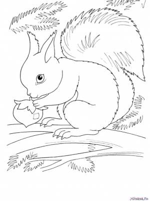 Раскраска белка 6