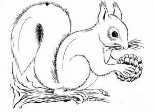 Картинка белка раскраска