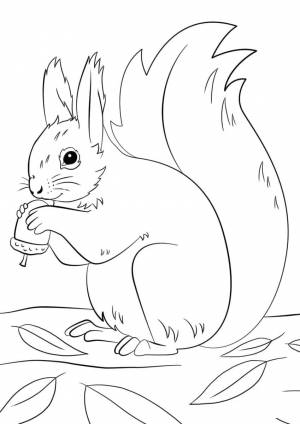 DataLife Engine > Версия для печати > Рисунок белка раскраска