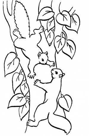 Раскраска белки на дереве