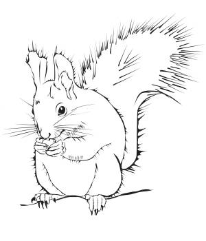 Раскраска Белка