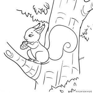 Белочка на дереве рисунок раскраска