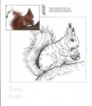 Раскраски бел, Раскраска Белка с орешком на дереве Животные
