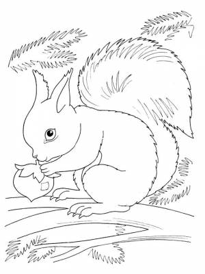 Раскраска Белка для детей