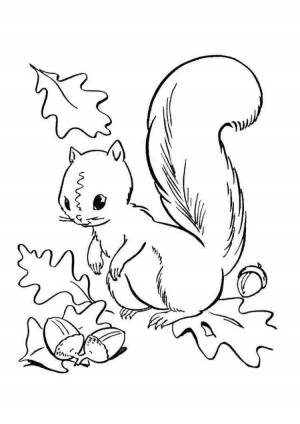 Раскраска белка на дереве