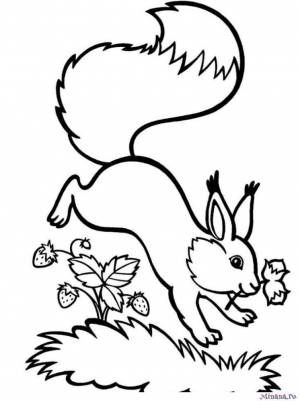 Раскраска белка 9