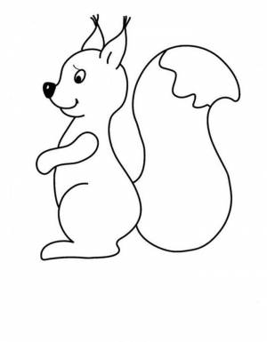 Раскраска Белка