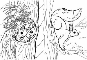 Картинка белка раскраска