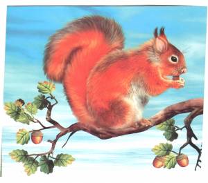 Белка в дупле рисунок