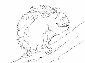 Раскраски БЕЛКИ, Раскраска Белки в дупле белочка