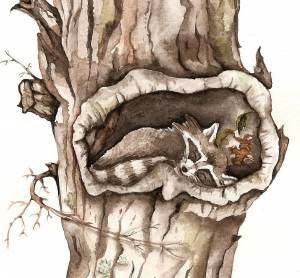 Белка в дупле рисунок