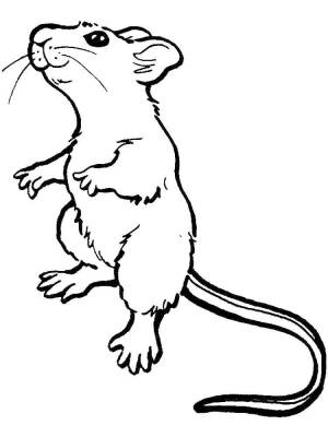Раскраски Coloring page Curious mouse mouse, Download print coloring page