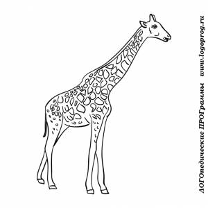 Картинки-раскраски на тему животные жарких стран