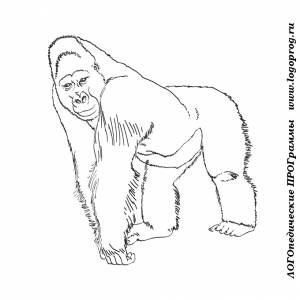 Картинки-раскраски на тему животные жарких стран