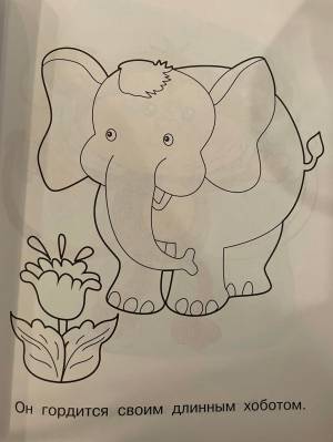 Животные жарких стран