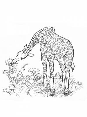Раскраски Животных жарких стран   в формате