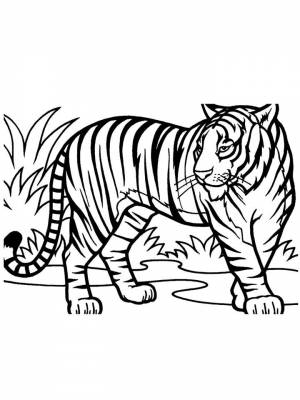 Раскраски Животных жарких стран   в формате