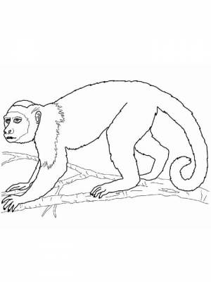 Раскраски Животных жарких стран   в формате