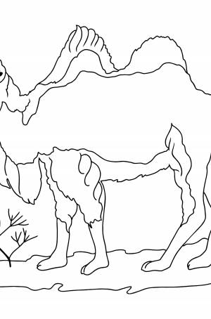 Раскраска верблюд