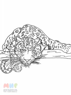 Раскраска Снежный Барс