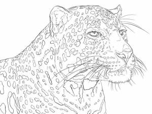 Раскраски Снежный барс