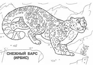 Раскраска Снежный барс