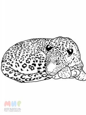 Раскраска Снежный Барс