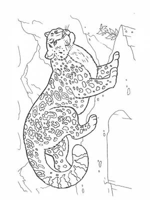 Раскраски Снежный барс   в формате