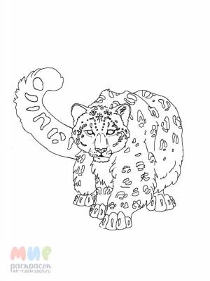 Раскраска Снежный Барс